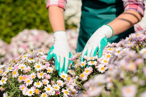 Professional hedge cutting and shaping in Gospel Oak