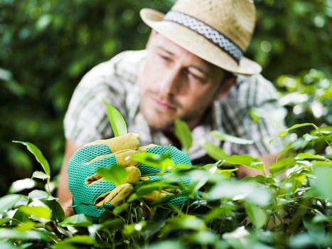 Load-based garden waste removal rates in Gospel Oak