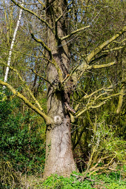 A large deciduous tree with a wide, spreading canopy and numerous bare branches, indicating early spring or late autumn, dominates the center of the image. To the right, there is a weeping willow tree